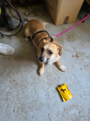 Adopter Piply