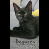 Baguera