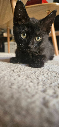 Adopter Baguera
