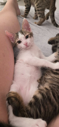 Adopter Lilith