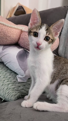 Adopter Lilith
