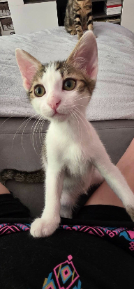 Adoption Lilith