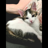 Adopter  chat : Lilith