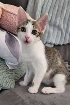 Adoption Lilith