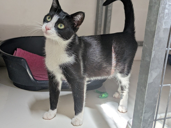 Adopter Alyssa