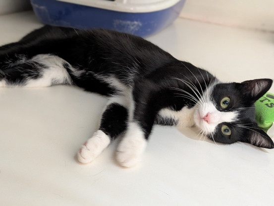 Adopter Alyssa