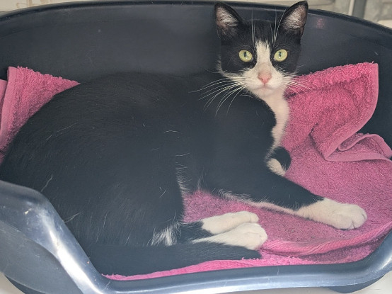 Adoption Alyssa