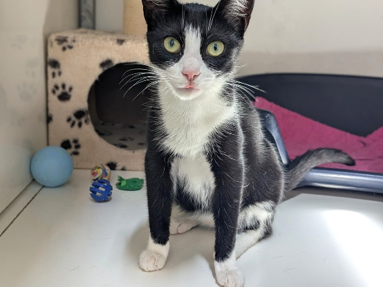 Adoption Alyssa