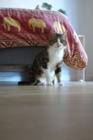 Adopter  chat : Pantoufle