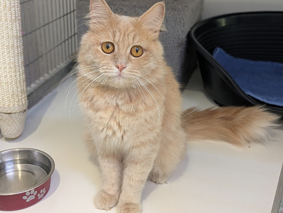 Adopter Abricot
