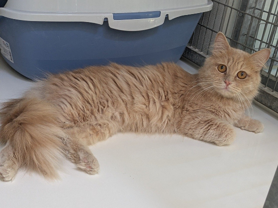 Adopter Abricot