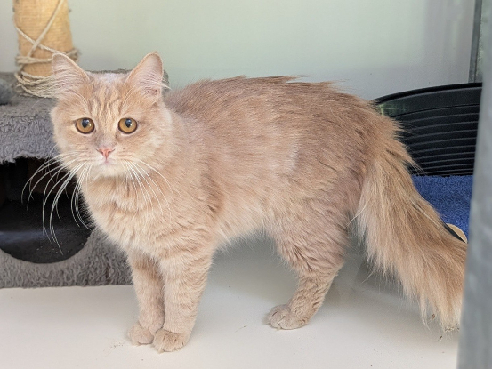 Adopter Abricot