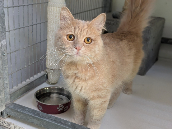 Adoption Abricot