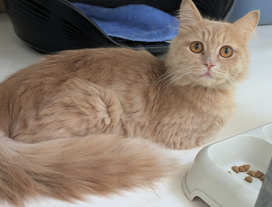 Adoption Abricot