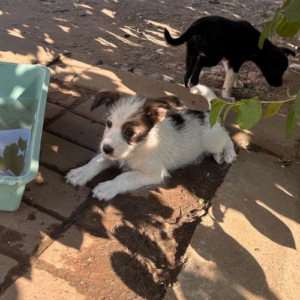 Adopter Zia