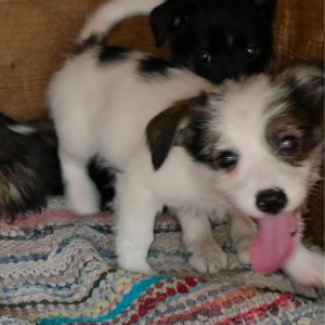 Adopter Zia