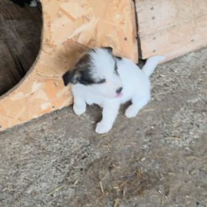 Adopter Zia