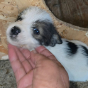 Adoption Zia