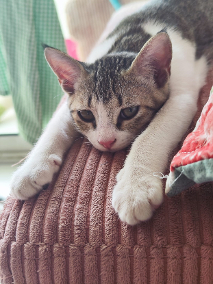 Adopter Doudou