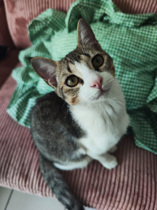 Adopter Doudou
