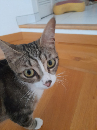 Adopter Keesmee