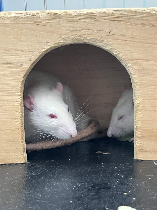 Adopter Aaron & stuart