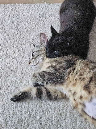 Adopter Noxie & grisouille