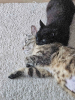 Noxie & grisouille