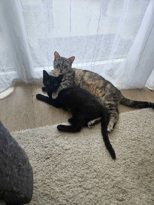 Adopter Noxie & grisouille