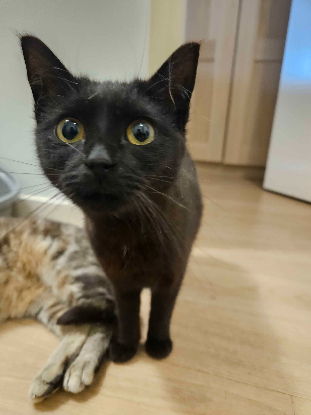 Adopter Noxie & grisouille