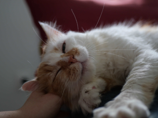 Adopter Spéculos