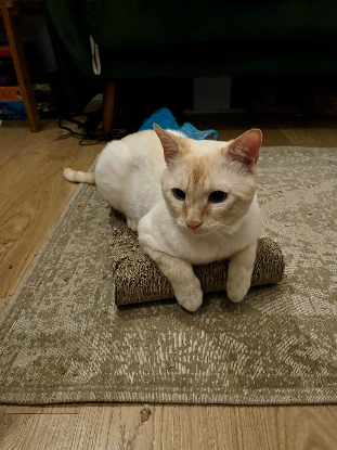 Adoption Spyk