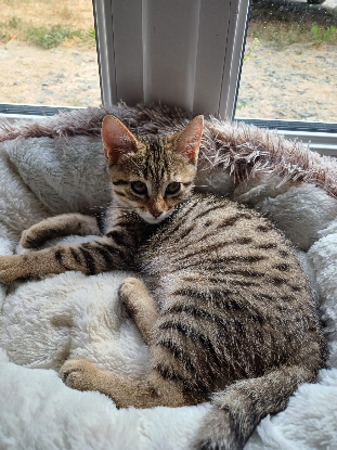 Adopter Breeze