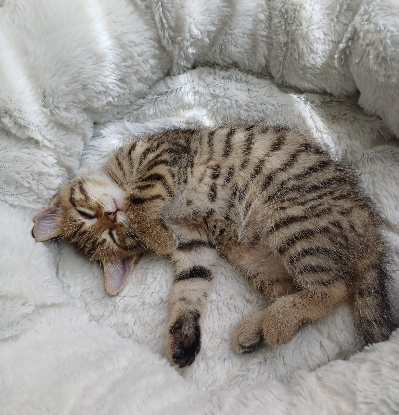 Adopter Breeze