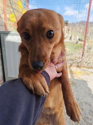 Adopter Paz