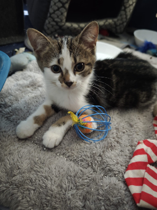 Adopter Shinzo