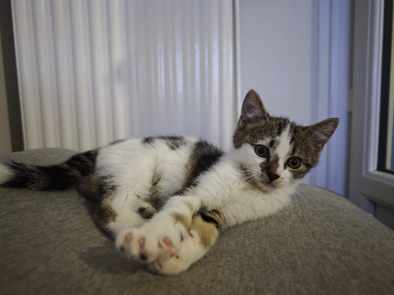 Adopter Shinzo