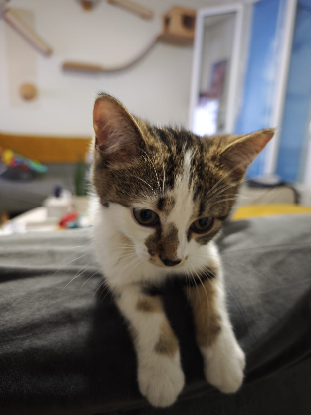 Adoption Shinzo