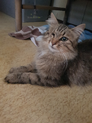 Adopter Zoé