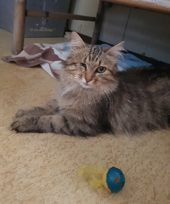 Adopter Zoé