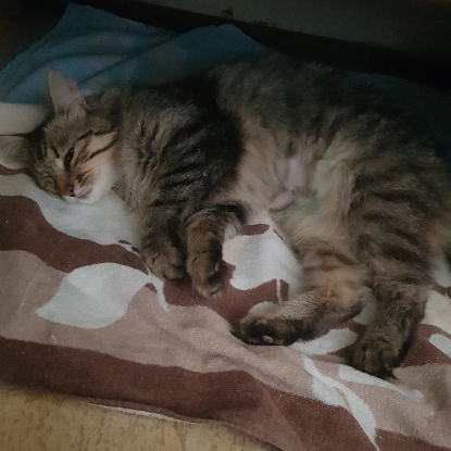 Adoption Zoé