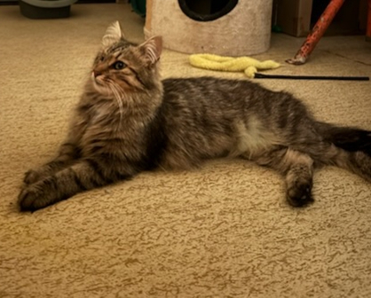 Adoption Zoé
