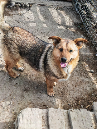 Adopter Ylva