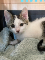 Adopter  chat : Jill