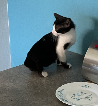 Adopter Charly