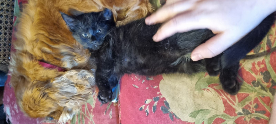 Adopter Néa