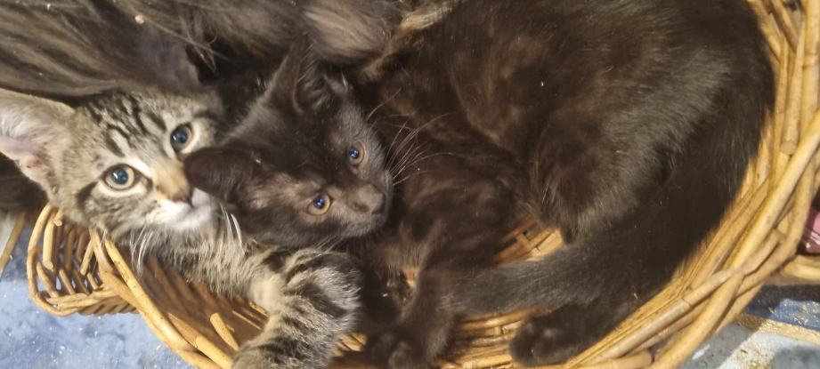 Adopter Néa