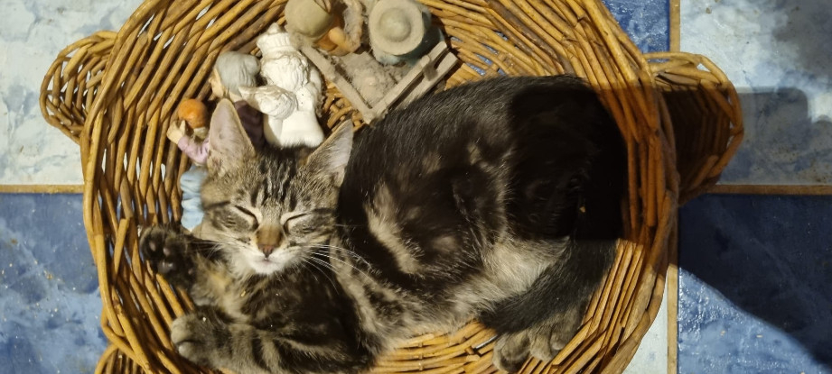 Adopter Milo