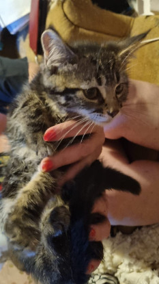 Adopter Milo