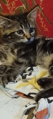 Adoption Milo